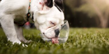 Should I Take My Dog Out In This Heat?