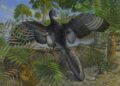 New Archaeopteryx Fossil Rewrites Early Bird Evolution