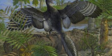New Archaeopteryx Fossil Rewrites Early Bird Evolution