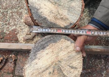 160-Million-Year-Old Blue-Stain Fungus Discovered in China