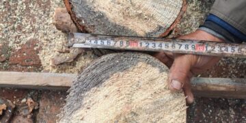 160-Million-Year-Old Blue-Stain Fungus Discovered in China