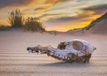 The “Extremely Unlikely” Finding That Changes How We See Mass Extinction