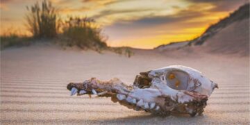 The “Extremely Unlikely” Finding That Changes How We See Mass Extinction