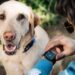 Fi’s AI dog collar lets you monitor pet behavior via Apple Watch