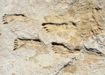 “Strange” – Scientists Discover Ghostly 23,000-Year-Old Human Footprints in New Mexico