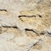 “Strange” – Scientists Discover Ghostly 23,000-Year-Old Human Footprints in New Mexico