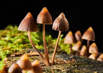 Natural Compound From Mushrooms Could Benefit People With Cancer and Major Depression