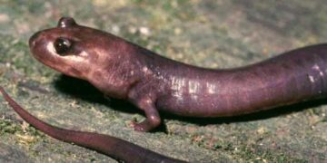 Ancient Monster Salamander With “Power Jaws” Discovered in Tennessee