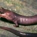 Ancient Monster Salamander With “Power Jaws” Discovered in Tennessee