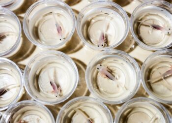 Scientists Discover the Key to Axolotls’ Ability to Regenerate Limbs