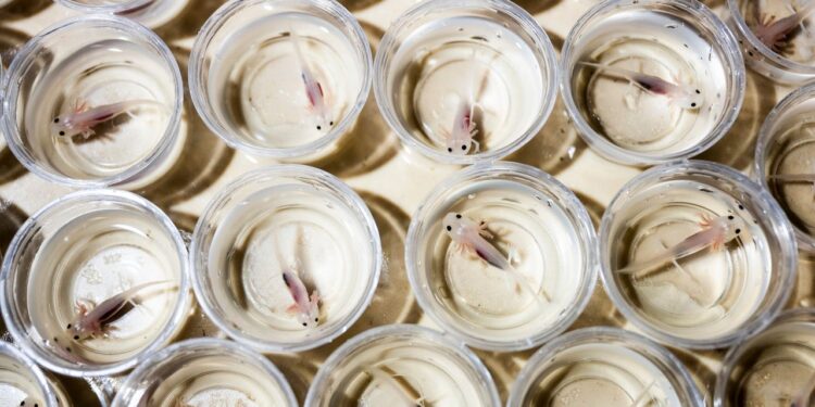 Scientists Discover the Key to Axolotls’ Ability to Regenerate Limbs