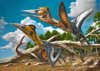 First of Its Kind: Scientists Discover New Species of Pterosaur in Japan