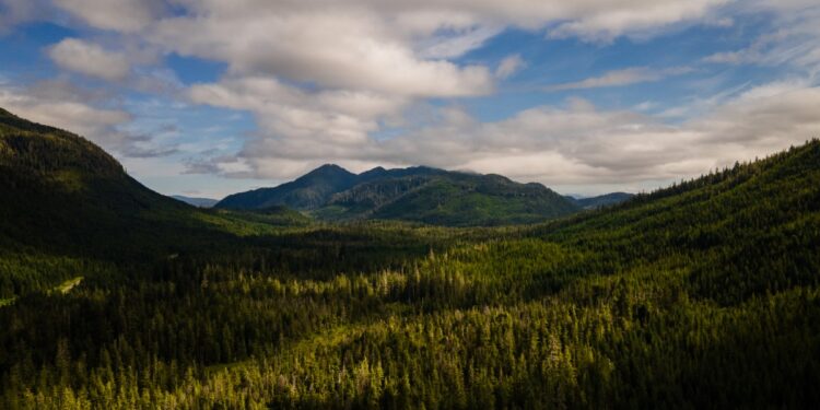 The US is stripping its forests of decades-old protections