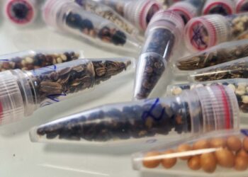 Scientists Are Sending Cannabis Seeds to Space