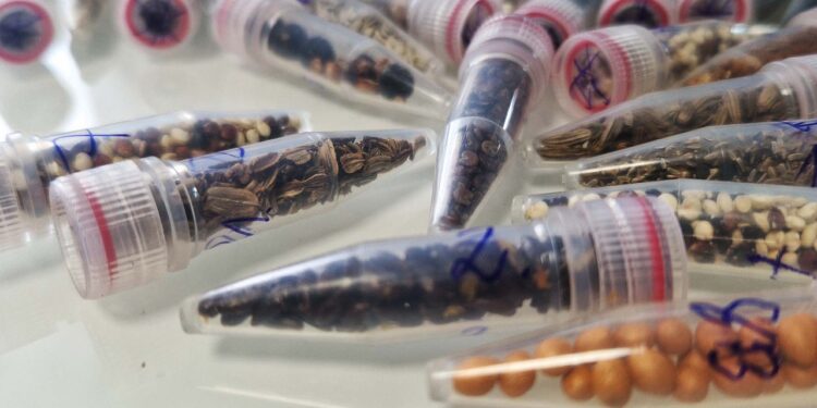 Scientists Are Sending Cannabis Seeds to Space