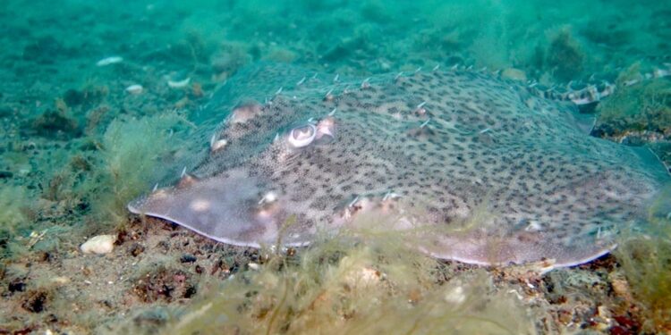 Endangered rays, sharks and native oysters ‘could thrive’ despite climate change, report claims | UK News