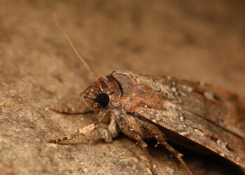 How migrating Australian moths find caves hundreds of miles away : NPR
