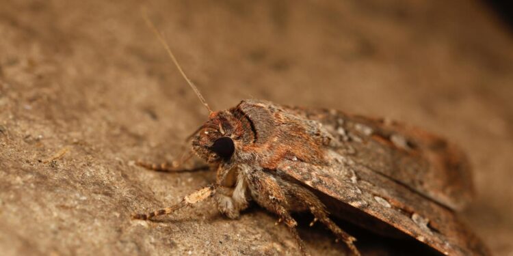 How migrating Australian moths find caves hundreds of miles away : NPR