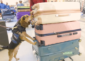 Man kicked a Customs beagle during airport baggage search : NPR