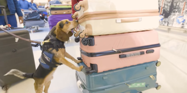 Man kicked a Customs beagle during airport baggage search : NPR