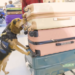 Man kicked a Customs beagle during airport baggage search : NPR