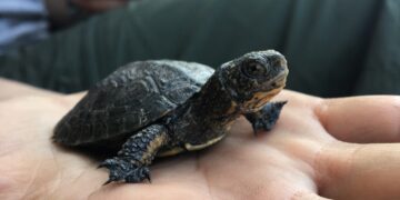 By removing invasive bullfrogs, scientists help Yosemite’s native turtles recover : NPR