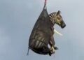 Ed, the runaway pet zebra, has been captured in Tennessee : NPR