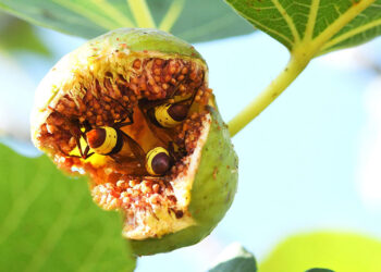 Why Oriental hornets can’t get drunk