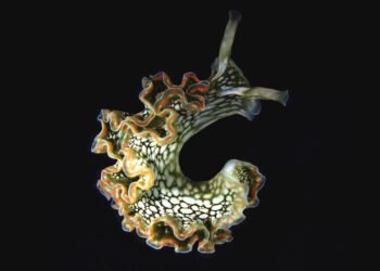 How sea slugs give themselves superpowers