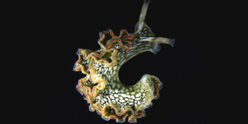 How sea slugs give themselves superpowers