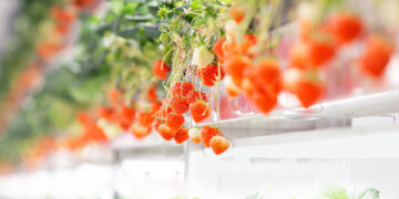 Would you pay $19 for a strawberry?