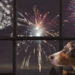10 Calming Products If Your Pet Is Scared Of Fireworks