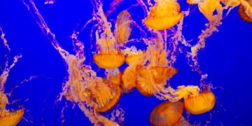 Why You Should Never Pee On Someone With A Jellyfish Sting