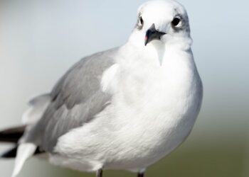 Baseball Player Ruffles Unexpected Guest’s Feathers With 1 Wild Run-In
