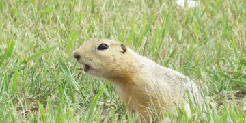 North Dakota’s 4th Largest City Overrun By Ground Squirrels