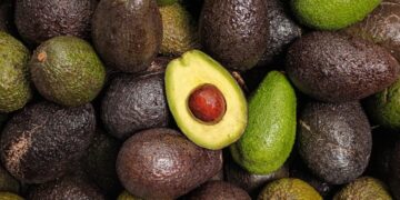 How Ancient Farmers Engineered the Avocados We Eat Today