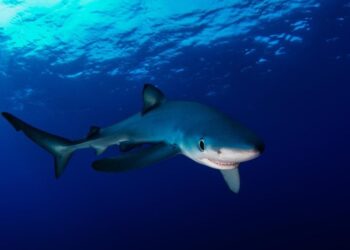 These Sharks Don’t Just Glow Blue – They Use Nanotech to Shift Color Underwater