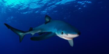 These Sharks Don’t Just Glow Blue – They Use Nanotech to Shift Color Underwater