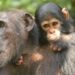 Friendship Over Family: How Female Chimp Bonds Keep Babies Alive in the Wild