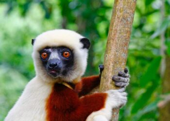 Lemurs Age Without Inflammation – Can Humans Do the Same?