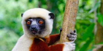 Lemurs Age Without Inflammation – Can Humans Do the Same?