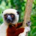 Lemurs Age Without Inflammation – Can Humans Do the Same?