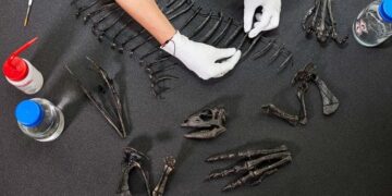 Paleontologists Unearth New Species of “Mystery” Dinosaur