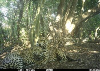 First Came the Fire. Then Came the Jaguars.