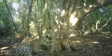 First Came the Fire. Then Came the Jaguars.