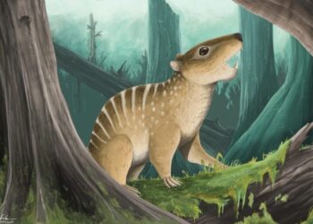 Buried for 145 Million Years – And Found by a Student on the Beach