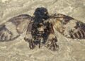 47 Million Years Old: Oldest True Cicada Unearthed in Europe
