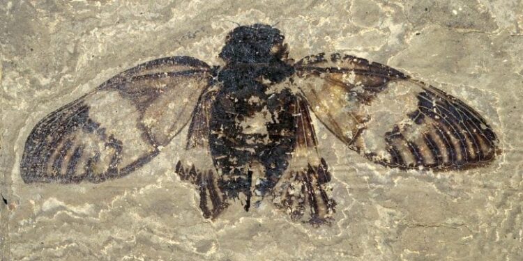 47 Million Years Old: Oldest True Cicada Unearthed in Europe