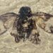47 Million Years Old: Oldest True Cicada Unearthed in Europe
