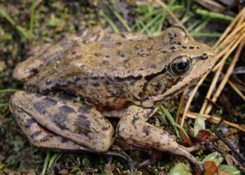 With help from AI, this threatened frog is making a comeback : NPR